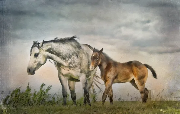 Картинка природа, стиль, кони