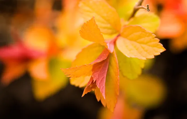 Картинка листья, жёлтые, оранж
