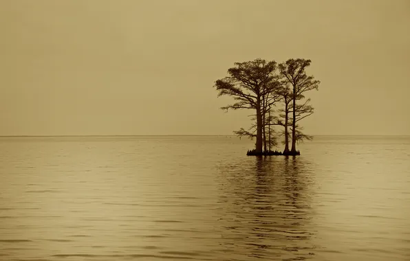 Картинка деревья, озеро, остров