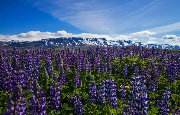 Цветы, горы, луг, Исландия, Iceland, люпины, Nordur-Tingeyjarsysla, Thorshofn