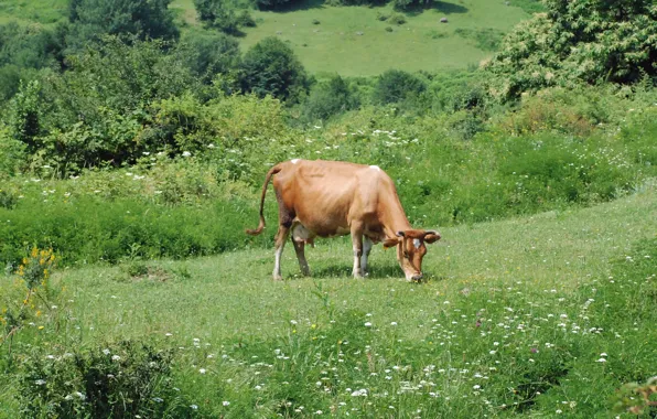 Green, village, cow