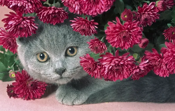 Кот, цветы, серый, красивый, пухлый котик, сереневые