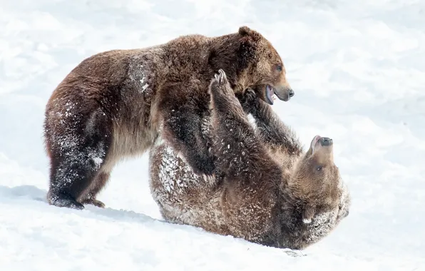Картинка снег, природа, медведи