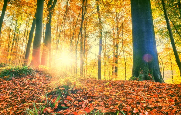 Осень, лес, листья, деревья, парк, forest, landscape, park