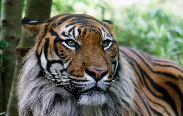 Картинка тигр, шкура, серьезный