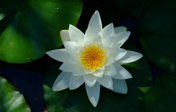 Water lily, White flower, Водяная лилия, Белый цветок
