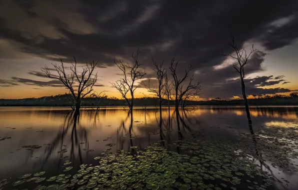 Листья, деревья, отражение, сумерки, водоем