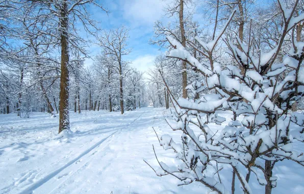 Зима, снег, деревья, парк