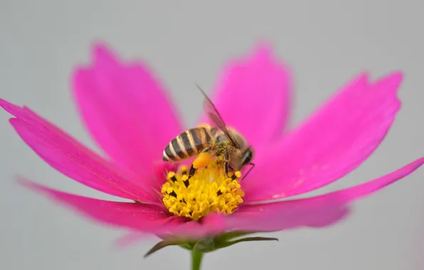 Картинка цветок, пчела, лепестки, насекомое, космея