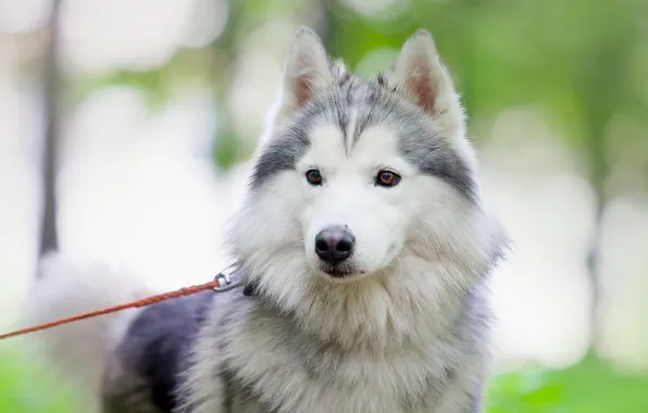 Взгляд, друг, собака