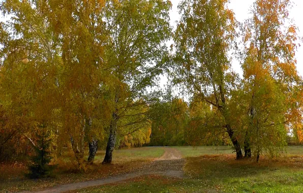 Дорога, осень, лес, Сибирь, Берёзы