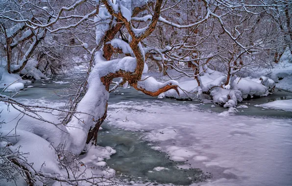 Зима, лес, снег, деревья, ветки, река, Япония