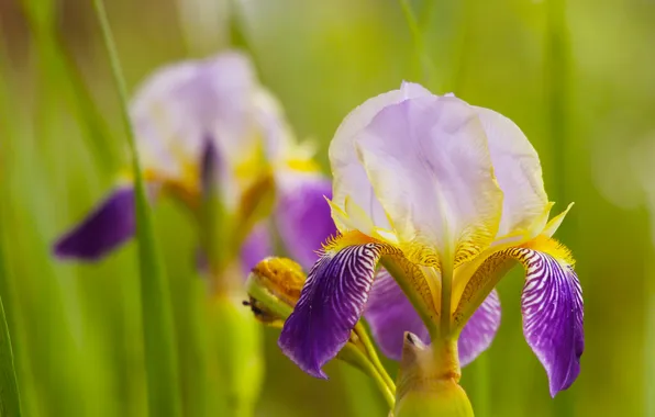 Lily, blooming, iris