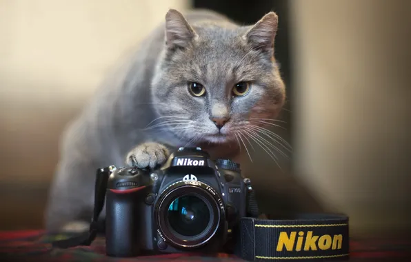 Картинка кошка, камера, Nikon