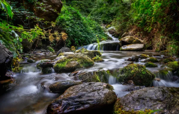 Картинка лес, река, камни