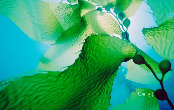 Картинка море, листья, вода, водоросли, океан, растение