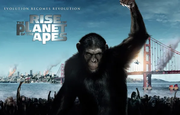 Картинка мост, обезьяны, сан франциско, Rise of the Planet of the Apes, Восстание планеты обезьян