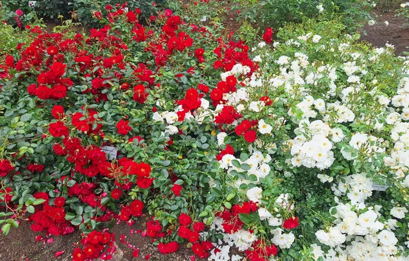 Nature in Latvia, Wallpapers Latvia, Latvijas attelus un darz, Gardens in Latvia
