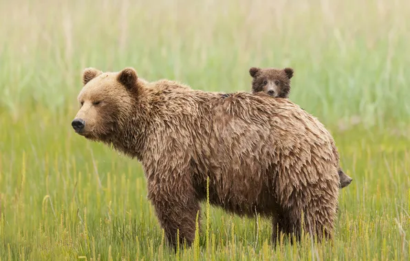 Картинка трава, медвежата, семейство, медведица, бурая
