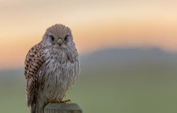 Bokeh, looking, hawk