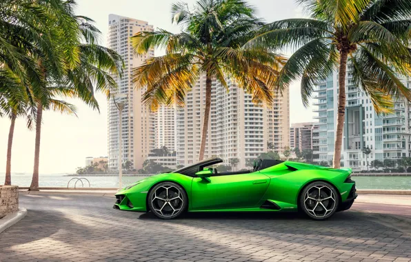 Машина, пальмы, здания, Lamborghini, спорткар, Spyder, Evo, Huracan
