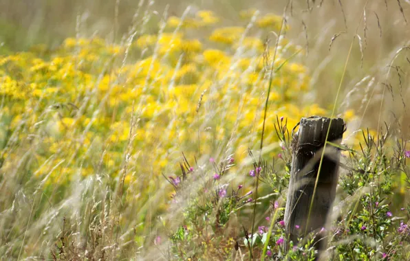 Flowers, bokeh, meadow