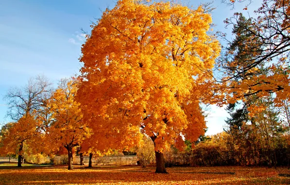Autumn, tree, golden brown
