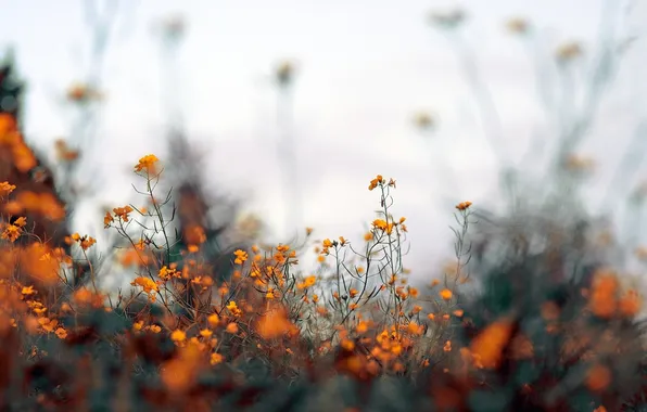 Оранжевый, фото, цветки