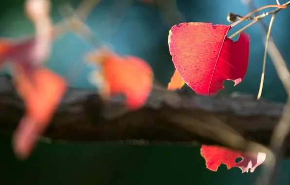 Картинка осень, листья, солнце, макро, лучи, деревья, природа, фото