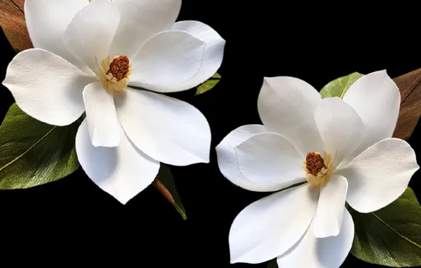 Petals, decoration, pistils, stambs, folwers