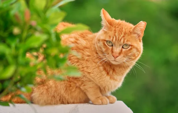 Зелень, кошка, кот, взгляд, листья, ветки, природа, поза
