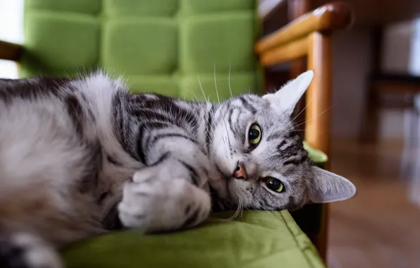 Кошка, глаза, кот, взгляд, морда, поза, уют, серый