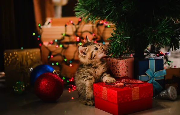Кошка, шарики, поза, котенок, праздник, лапки, огоньки, малыш