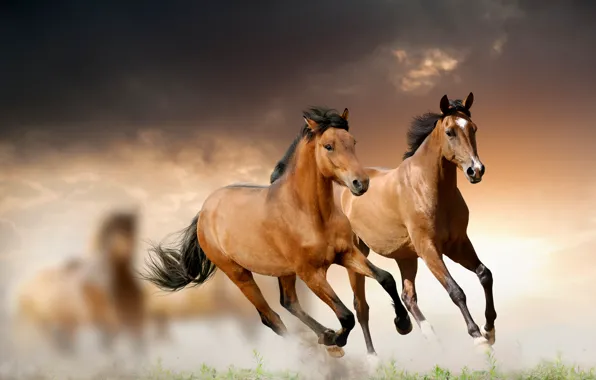 Картинка трава, облака, лошади, бег
