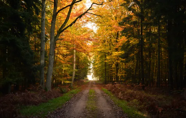 Осень, Лес, Тропа, Fall, Autumn, Роща, Forest, Path