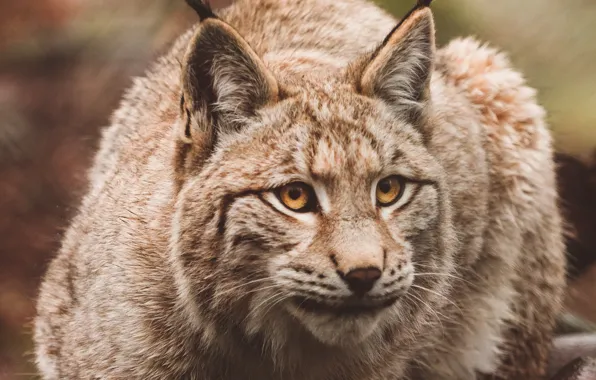 Кошачьи, Рысь, Кисточки