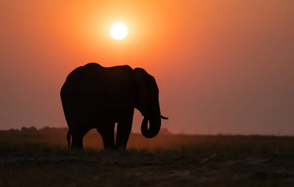 Закат, слон, Африка