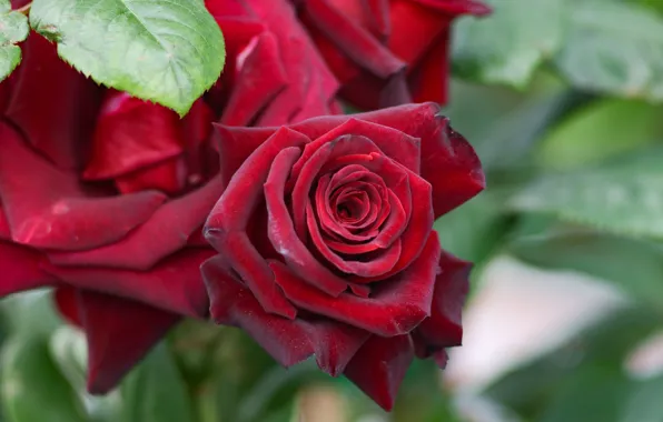 Картинка цветы, красный, розы, red, бутоны, кусты, roses