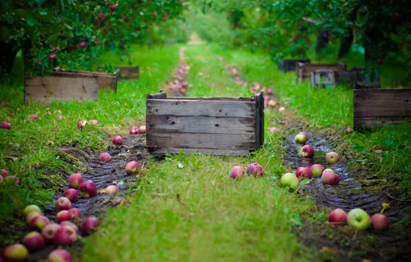 Картинка яблоки, сад, урожай, сбор