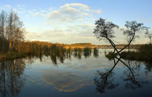 Картинка деревья, природа, озеро, отражение, неба