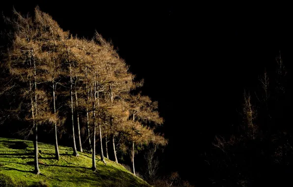 Свет, деревья, природа