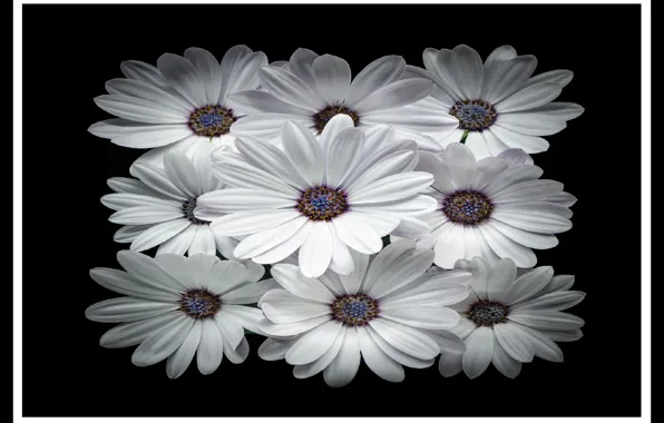 Цветы, black&white, картина, Flowers, nine, для печати, for print