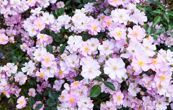 Цветы, весна, сад, flowers, garden, spring