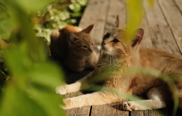 Листья, кошки, котенок, коты, котята, рыжие, лежат, боке