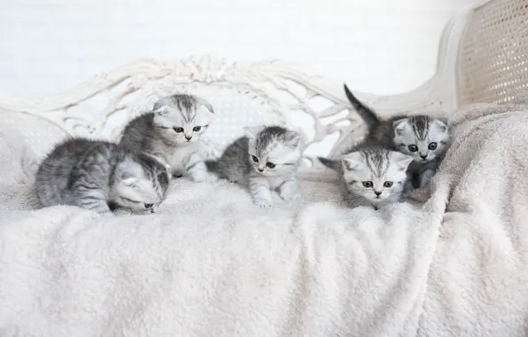 Котята, компания, серые