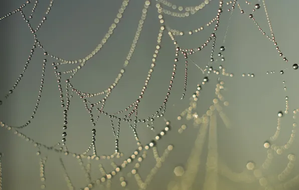 Картинка Макро, Капли, Паутина, Боке, Bokeh, Macro, Drops