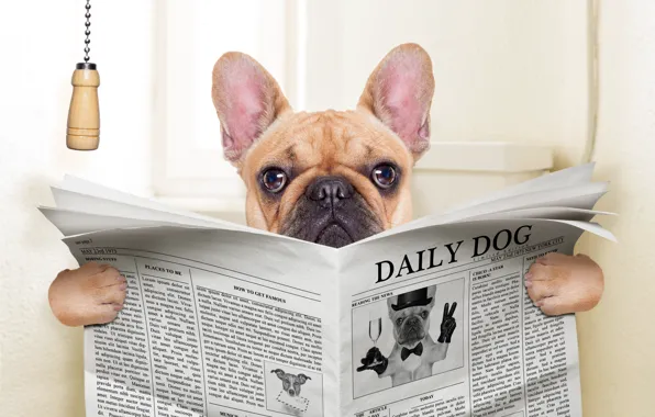 Картинка собака, юмор, пес, газета