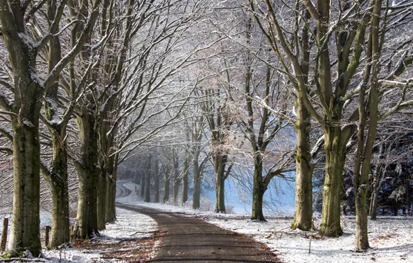 Зима, дорога, деревья