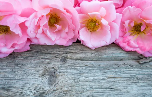 Цветы, розовые, бутоны, wood, pink, flowers, bud