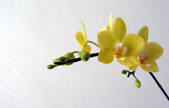 Цветы, желтые, лепестки, орхидеи